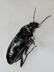 Poecilus