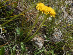 Jacobaea carniolica