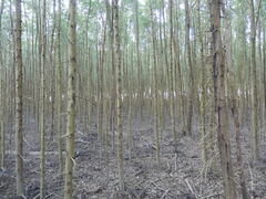 Laguncularia racemosa