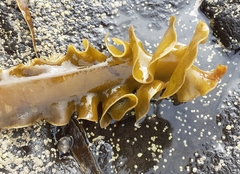 Saccorhiza polyschides