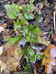 Eurybia divaricata