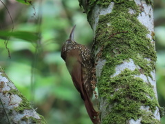 Lepidocolaptes lacrymiger