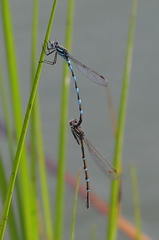 Austrolestes annulosus
