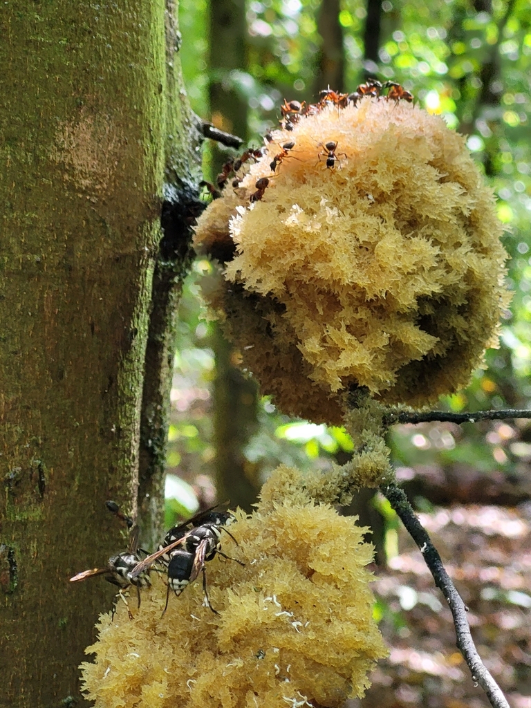 Honeydew Eater from Ridgely, MD 21660, USA on September 12, 2022 at 01