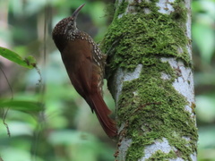 Lepidocolaptes lacrymiger