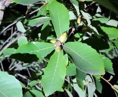 Quercus serrata