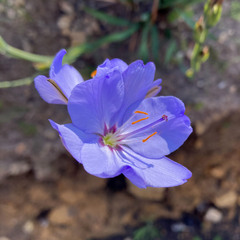 Aristea spiralis