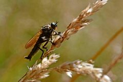 Eutolmus rufibarbis