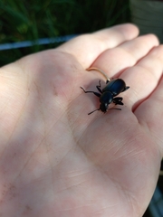 Alobates pensylvanicus