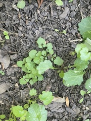Cardamine pensylvanica