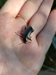 Alobates pensylvanicus