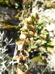 Pellaea calidirupium