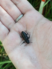 Alobates pensylvanicus