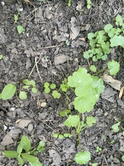 Cardamine pensylvanica