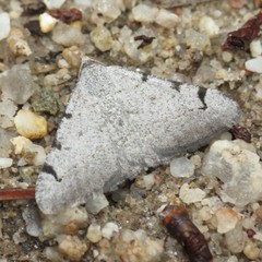 Digrammia triviata