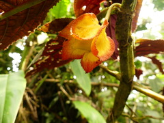 Gesneriaceae