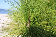 Araneus detrimentosus