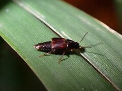 Staphylinidae