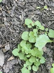 Cardamine pensylvanica