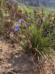 Aristea cantharophila