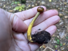 Tolypocladium longisegmentatum