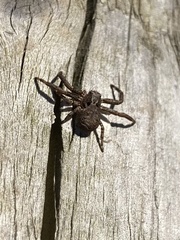 Philodromus margaritatus