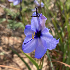 Aristea cantharophila