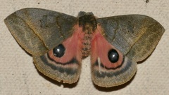 Automeris celata