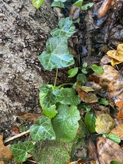 Hedera helix