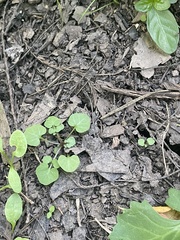 Cardamine pensylvanica