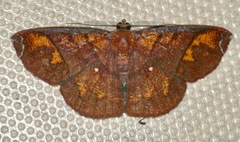 Thysanopyga amarantha