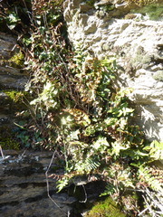 Pellaea calidirupium