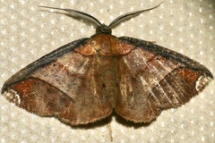 Thysanopyga apicitruncaria