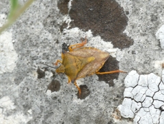 Carpocoris mediterraneus