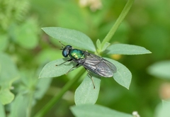 Chloromyia
