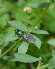 Chloromyia