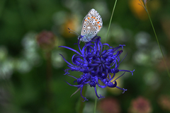 Polyommatus bellargus