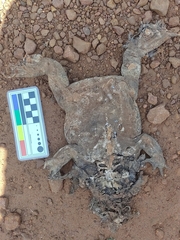 Rhinella diptycha