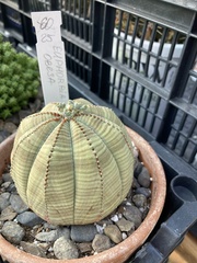 Euphorbia obesa
