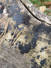 Exidia nigricans