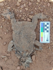 Rhinella diptycha