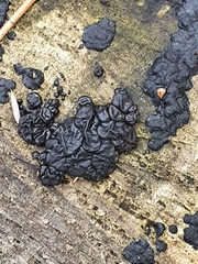 Exidia nigricans