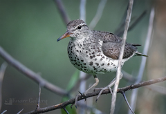 Spotted Sandpiper photo 5