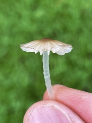 Porotheleaceae