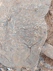 Rhinella diptycha