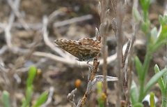 Theclinesthes serpentata