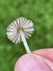 Porotheleaceae