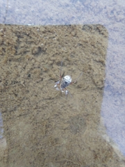 Tuberolachnus salignus