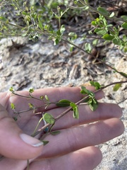 Trichostema suffrutescens