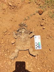 Rhinella diptycha